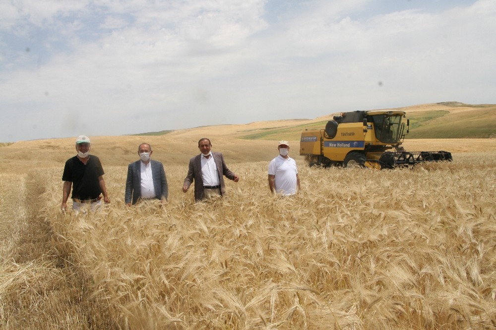 Silvan’da sosyal mesafeli arpa hasadı yapıldı 