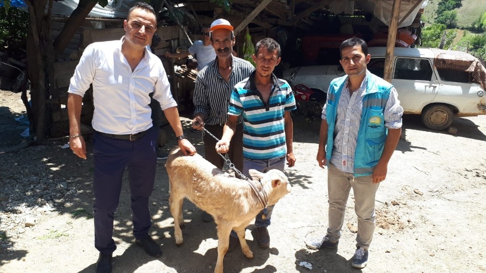 Simav’da 2 bin 610 çiftçiye hayvan desteklemesi 