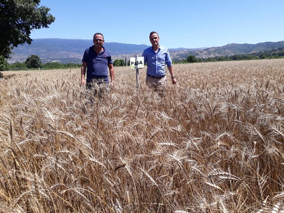 Simav’da buğday çeşit denemeleri 