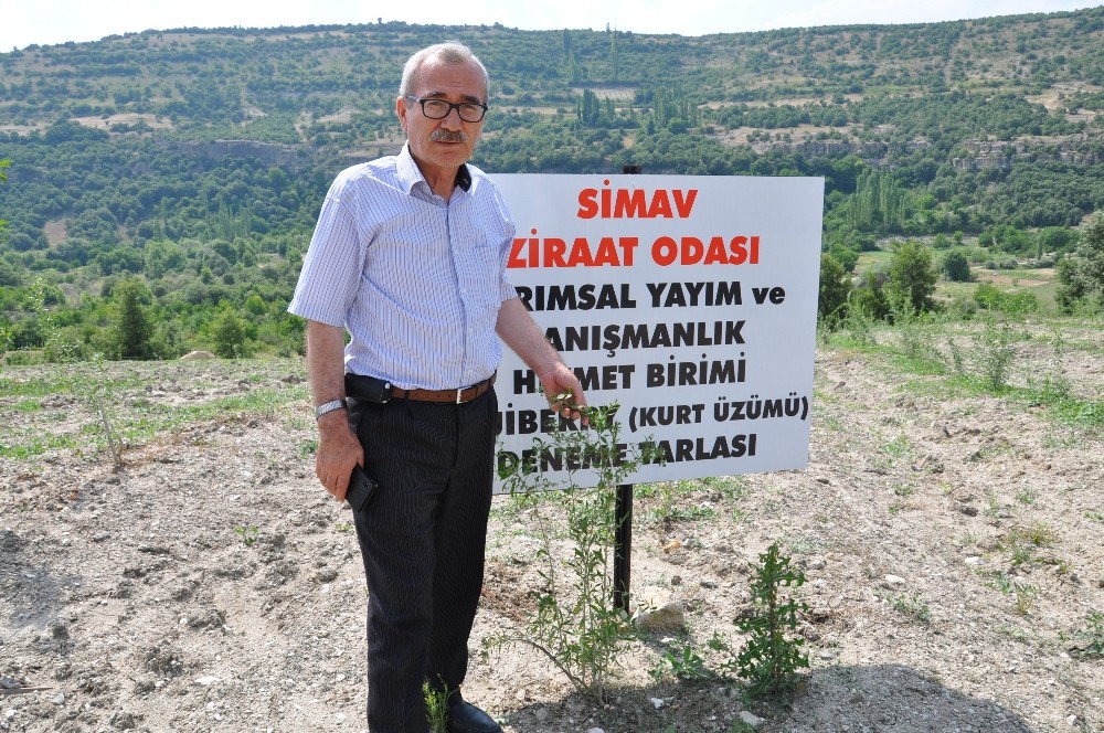 Simav’da “Goji Beryy” (Kurt üzümü) deneme ekimi 