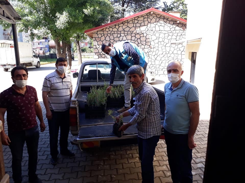 Simav’da Gojiberry üretimine fidan desteği 