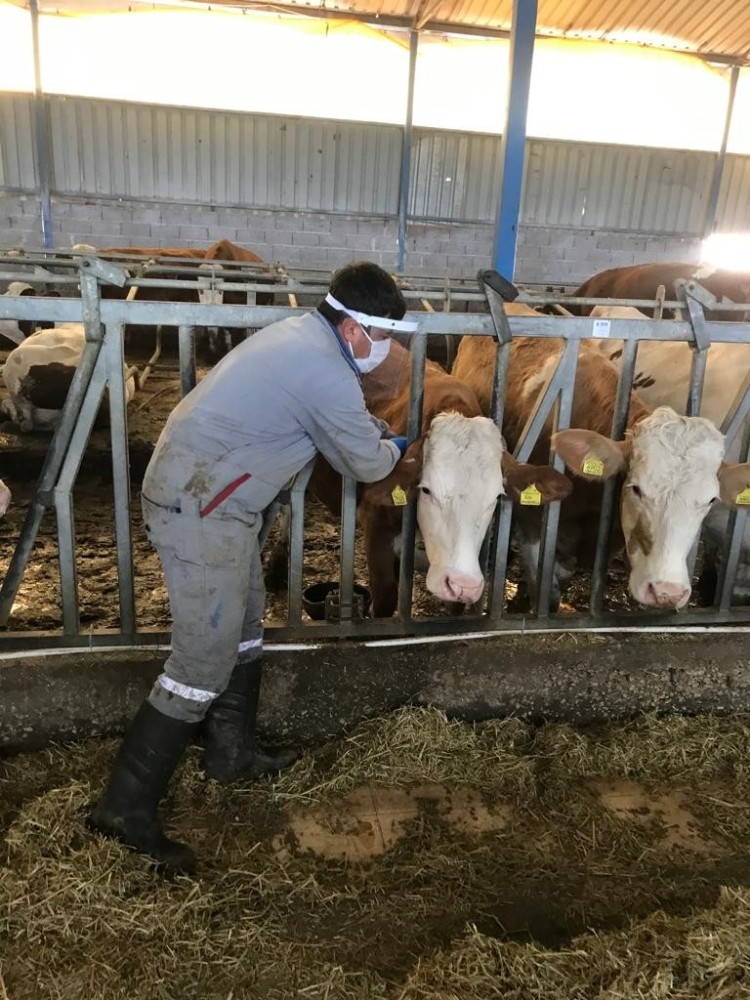 Simav’da hayvan sağlığı çalışmaları 