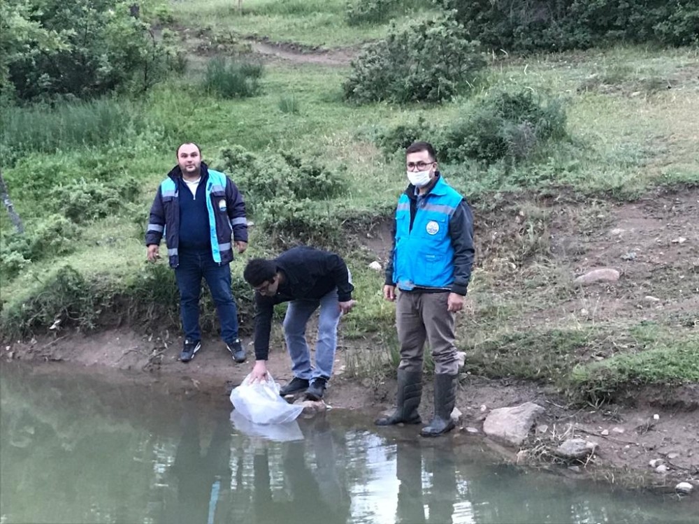 Simav’daki göletlere 40 bin adet pullu sazan balığı yavrusu bırakıldı 