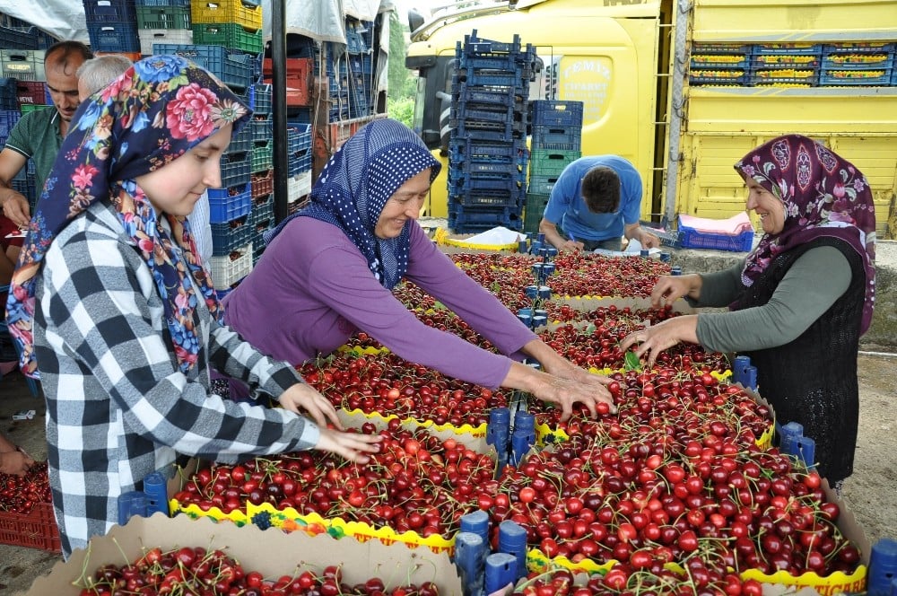 Simav’dan kiraz ihracatı 