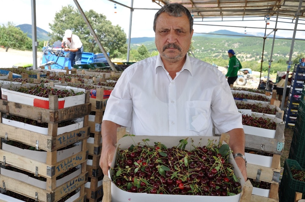 Simavlı vişne üreticisi dertli 