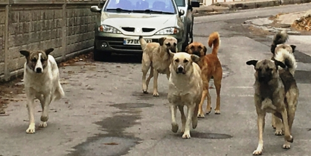 Şimdi birileri ‘vay işkenceci’ diye algı yapacaklar! İnsanı köpeklerden kim koruyacak?