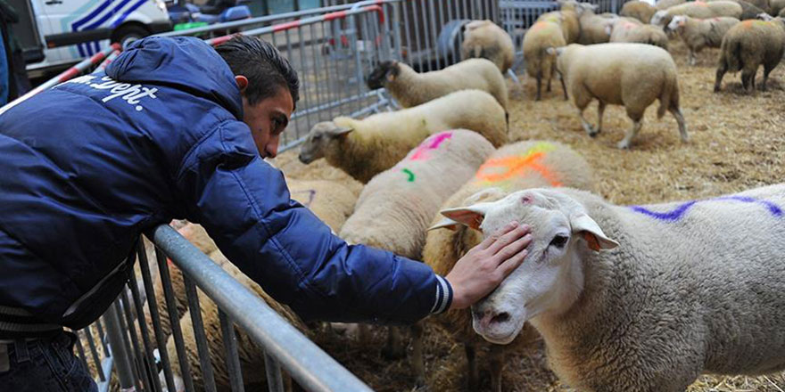 Şimdi de İslami usullere göre kesime izin vermiyorlar