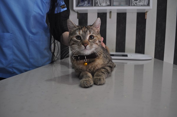 Şimdi de kediler arasında görülüyor | Korona salgını başladı!