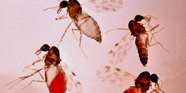 Şimdi de kör eden sinekler çıktı