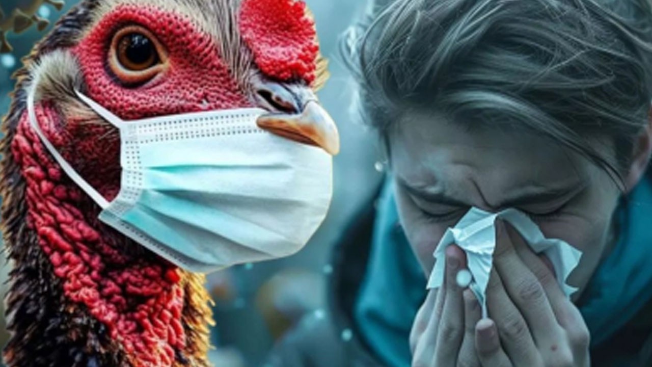 Corona derken şimdi de kuş gribi gündeme oturdu! Çiftliklerde çığ gibi yayılıyor