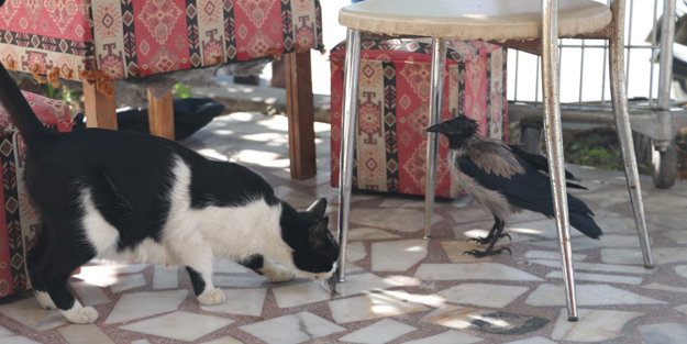 Şimdi de 'miyav' diyen karga!