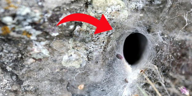 Şimdi de ölümcül kara dul tehlikesi hortladı! Sekiz gözü var, zehri insanı delirtir!