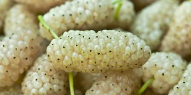 Şimdi tam zamanı! Faydası saymakla bitmiyor