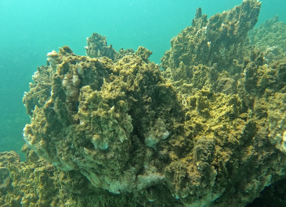 Şimdiye kadarki en büyük mikrobiyalit tespit edildi