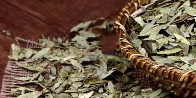 Sinameki Bitkisi: Saçlara iyi gelen şifa