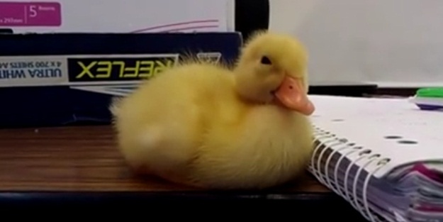 Sınavlar yormuş olmalı - VIDEO