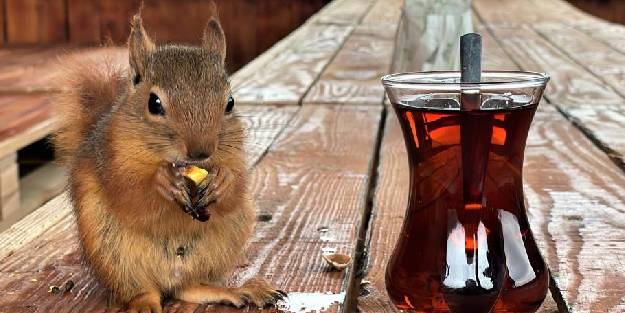 Sincap 'Alvin' çay içiyor, cips yiyor, otomobille geziyor