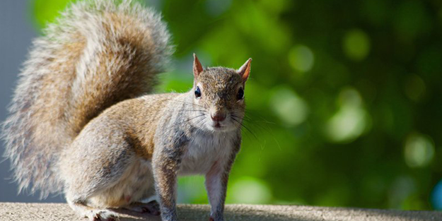 Sincap ortalığı karıştırdı! Çok sayıda kişi yaralandı
