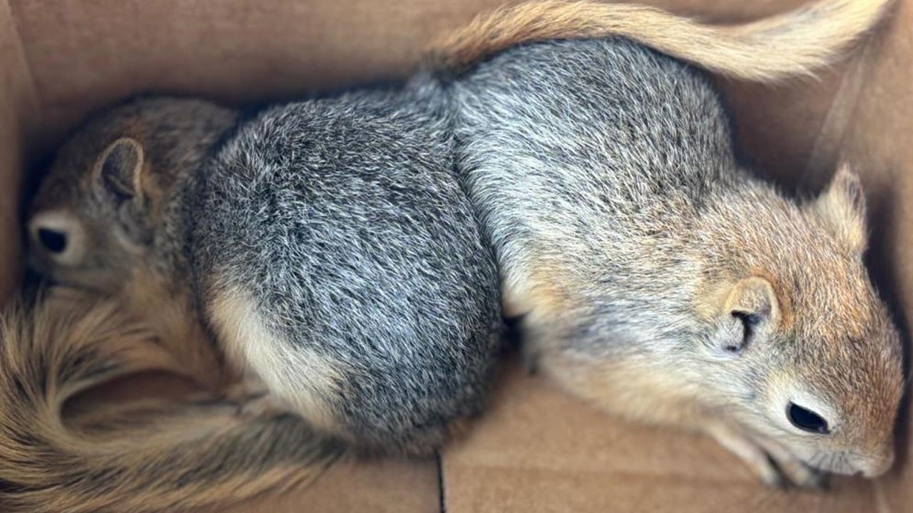 Sincap satmaya çalıştı 30 bin TL ceza yedi