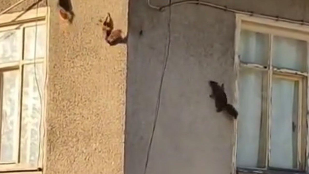 Sincapların ilginç anları görüntülendi