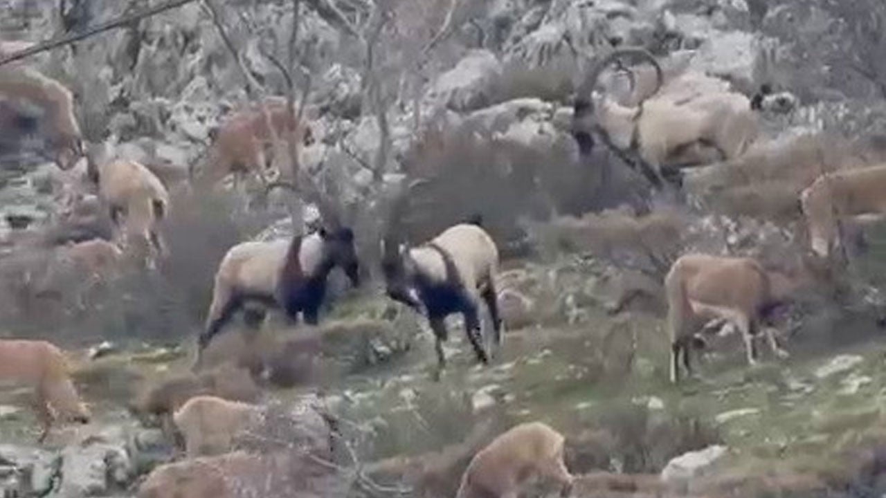 Sincik boğazında beklenmeyen misafirler