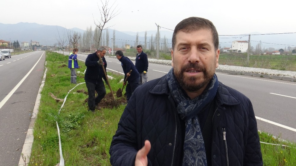Sındırgı’da 3 bin ağaç toprakla buluştu 