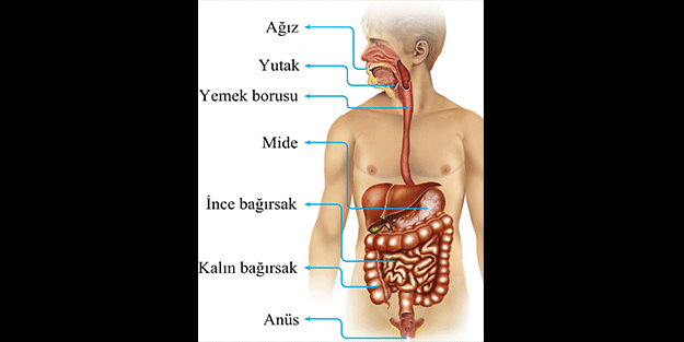 Sindirim sorunu yaşayanlar dikkat! Bu yiyecekler tam sizin için