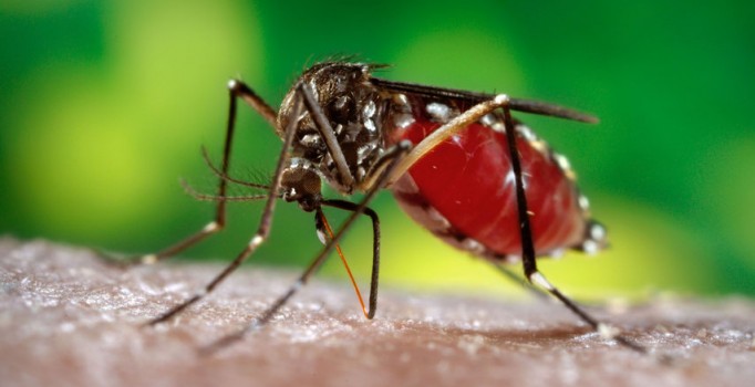 Sineğin bir saniye bile konduğu yiyeceği yemeyin