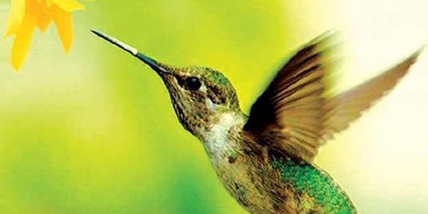 Sinek kuşuna hayran olacaksınız!