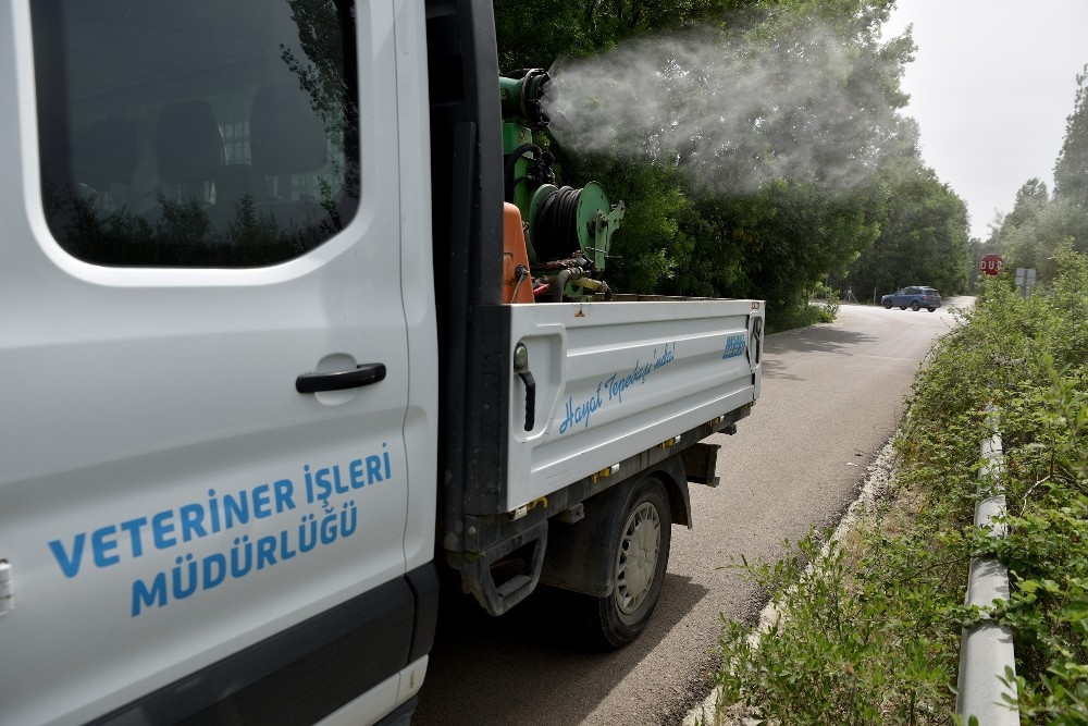 Sineklere karşı ilaçlama sürüyor 