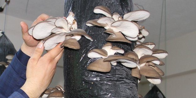 Sınıfta mantar üretiyorlar!