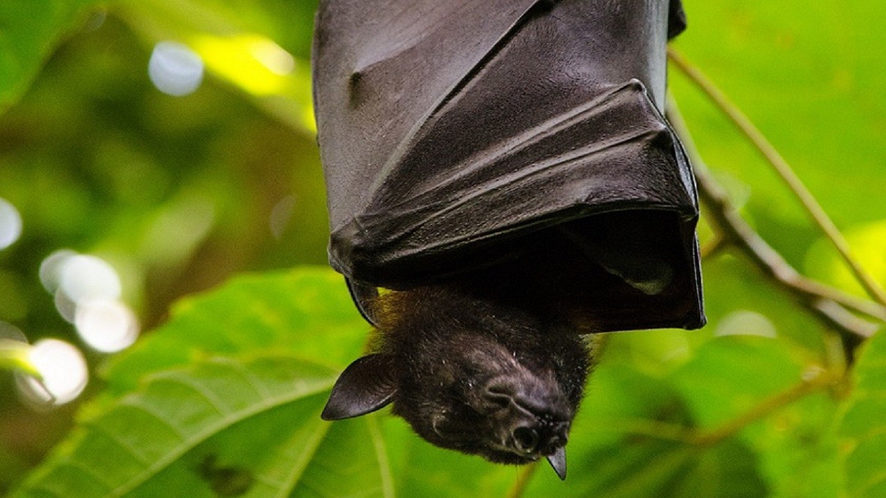 Sınıfta yarasa ısırdı! Gizemli şekilde hayatını kaybetti!