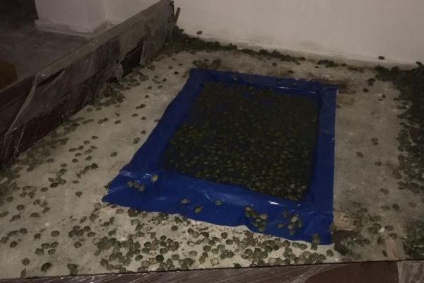 Sınır kapısında aranan TIR'dan 2 bin 500 kaplumbağa çıktı