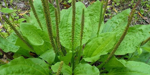 Sinir otunun bilinmeyen 5 faydası