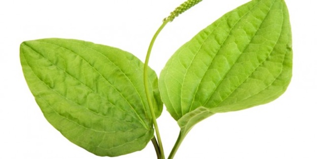 Sinir otunun iyi geldiği hastalıklar