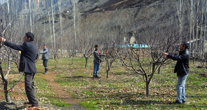 Sınırda ağaç budama çalışması
