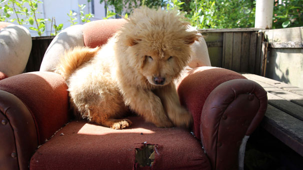 Sınırda yakalanan yavru köpekler ihaleyle satıldı