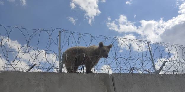 Sınırdaki güvenlik duvarının üzerinde mahsur kalan yavru ayı kurtarıldı