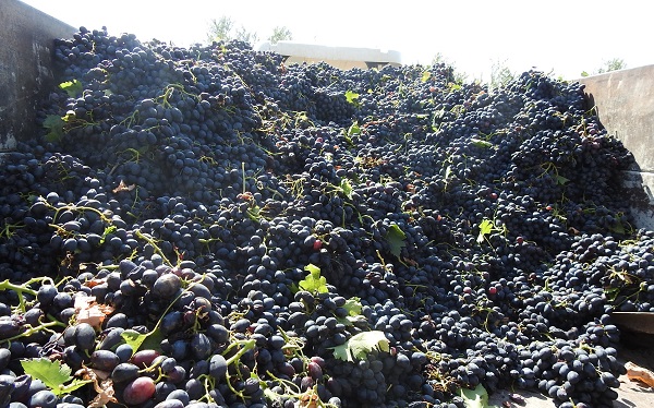 Sınırın sıfır noktasında hasat zamanı