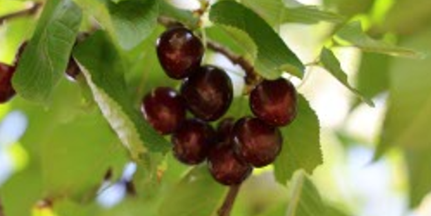 Sınırları Türkiye’yi aştı! Avrupa onun peşinde