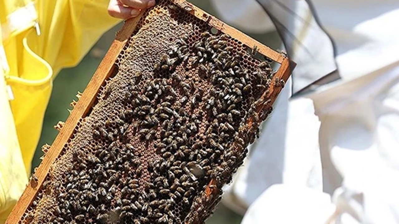 Sinirlenen arıcı trafik polislerinin üzerine arıları saldı