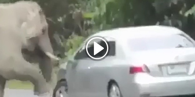 Sinirlenen fil bakın araca ne yaptı!