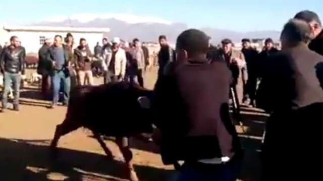 Sinirlenen inek ortalığı birbirine kattı