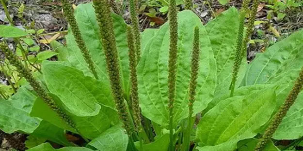 Sinirli ot nedir? Faydaları nelerdir? Hakkında merak edilenler... Kolay bir işlem, bunu mutlaka yapın