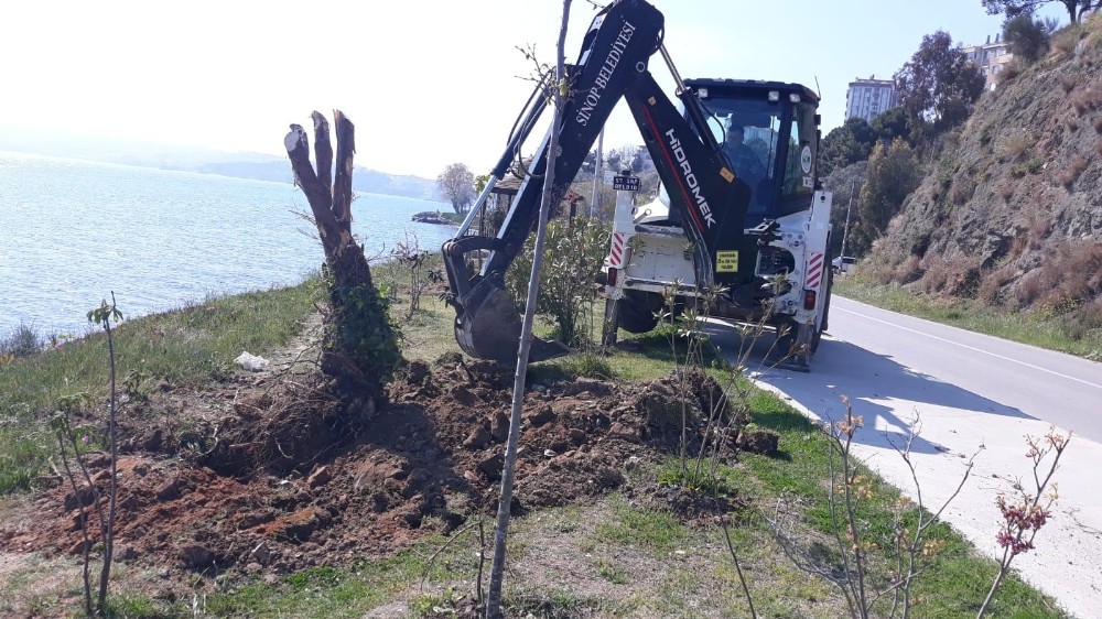 Sinop Belediyesi: 