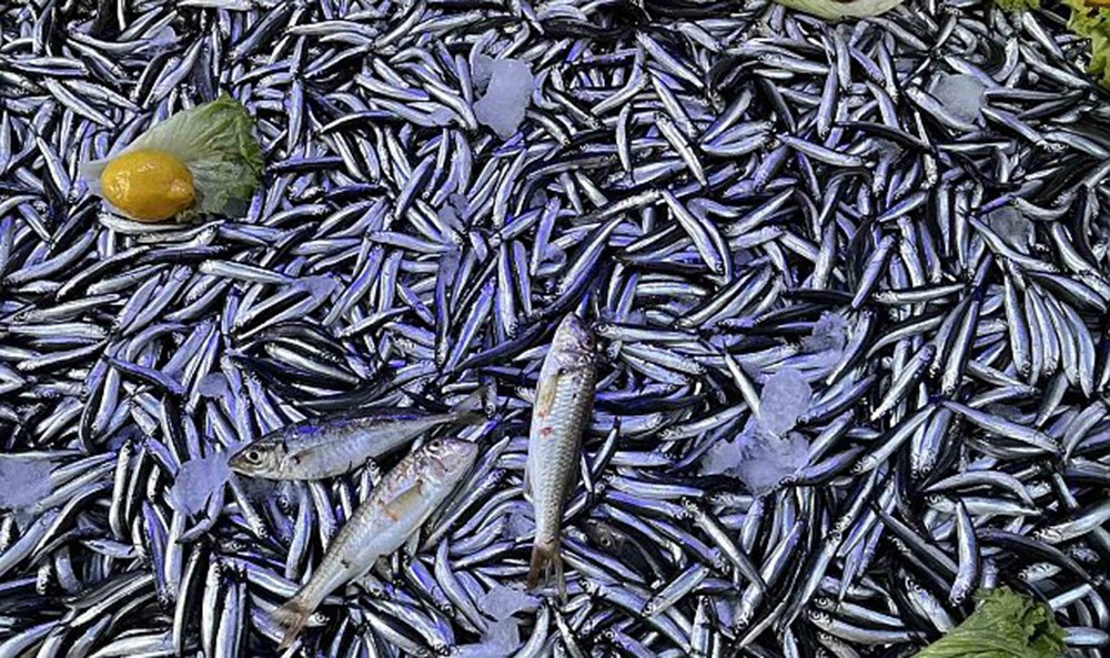 Sinop hamsisi sezona 80 liradan girmişti 40 liraya düştü