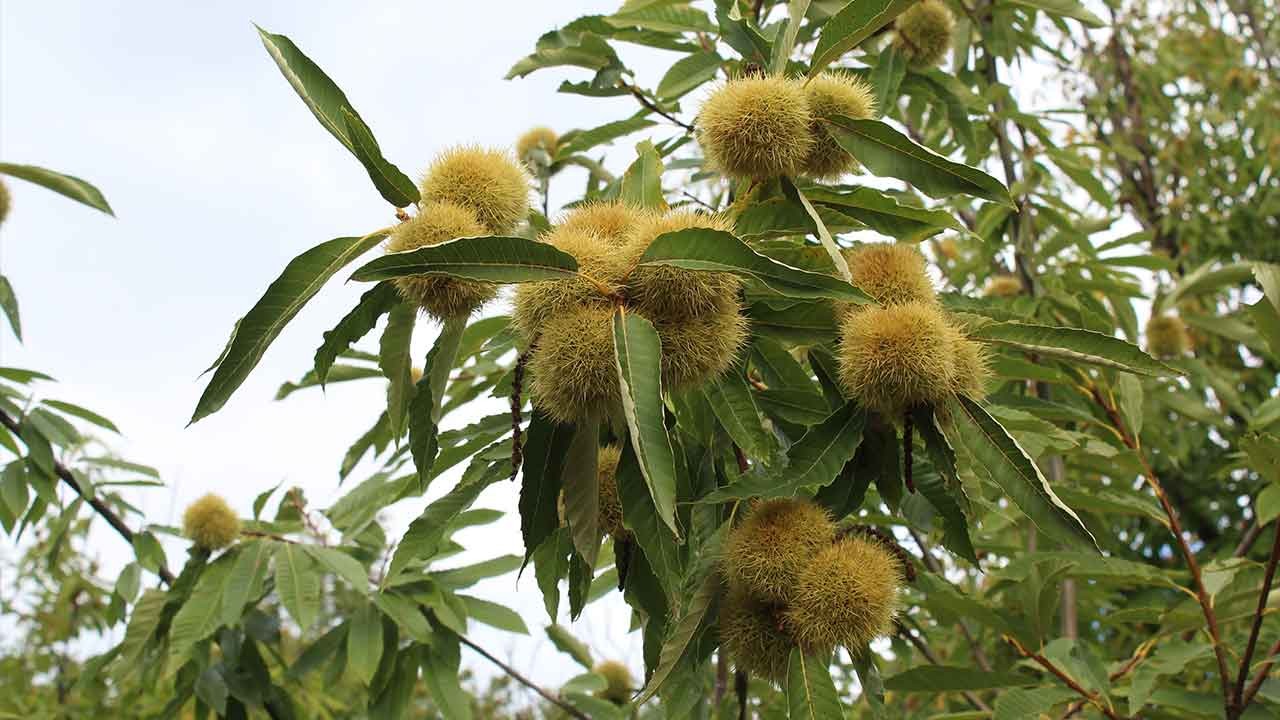 Sinop kestanesine sinsi saldırı! Gal arısı istilası ekonomiyi vurdu!