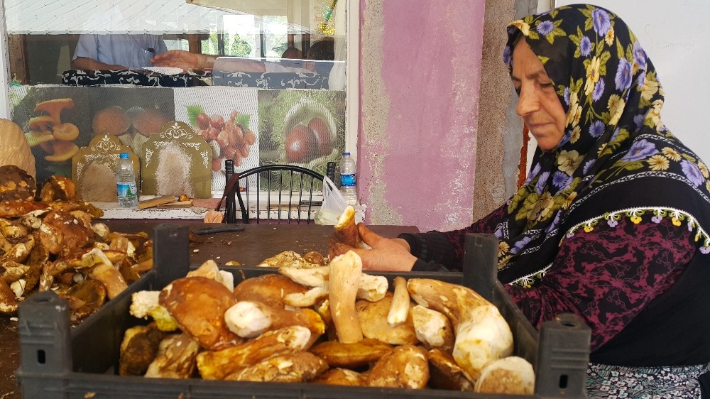 ’Sinop mantarı’ Avrupa mutfağının baş tacı 