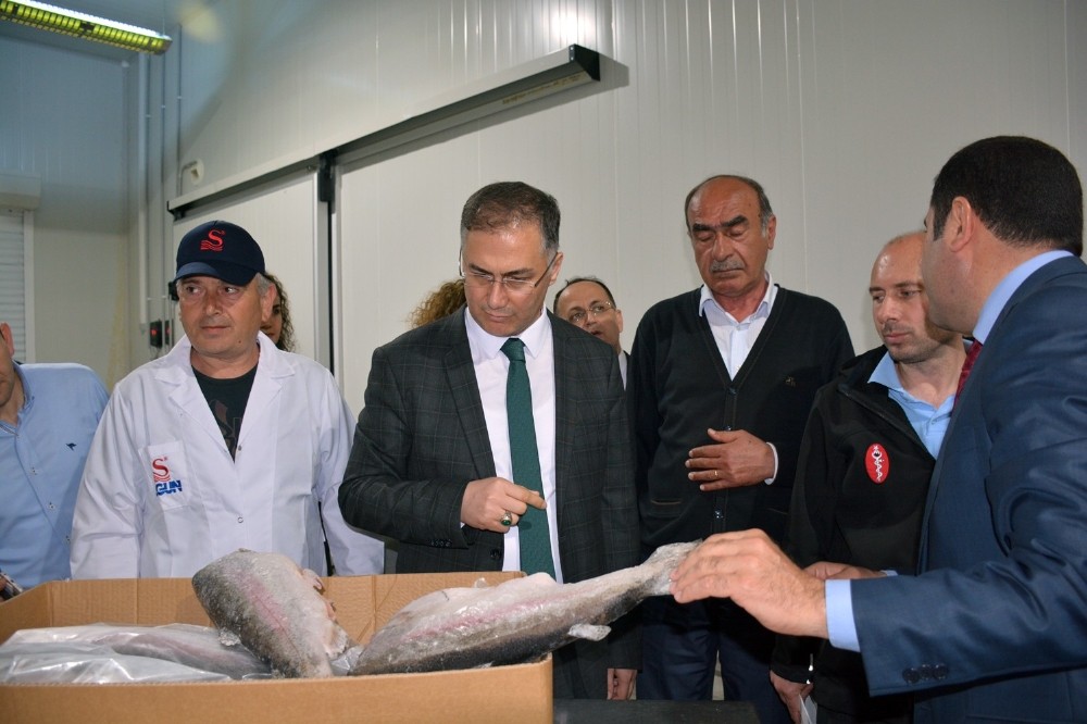 Sinop Valisi Şakalar su ürünleri fabrikalarını gezdi 