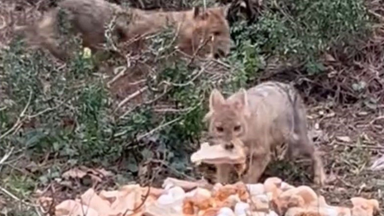 Sinop'ta aç kalan çakallar bayat ekmekle doydu